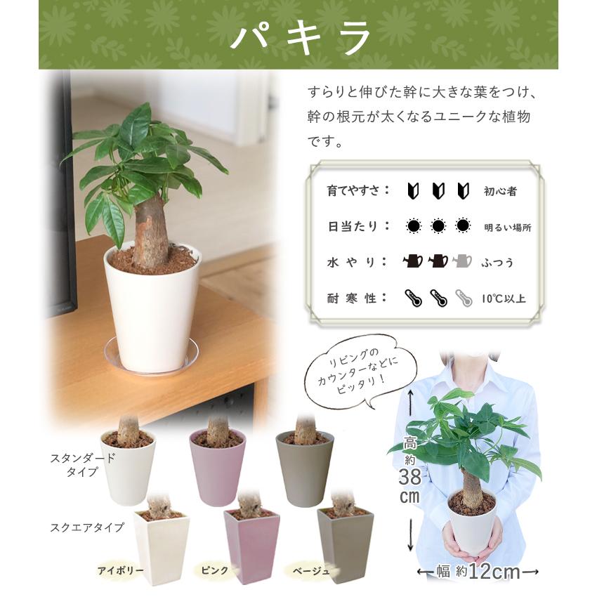 観葉植物 サンスベリア ローレンティー 8号鉢 2種類から選べる鉢カバー付 セット 大型 通販 人気 空気清浄 肉厚の葉 Km 観葉植物の専門店 彩植健美 通販 観葉植物の専門店 彩植健美観葉植物 サンスベリア ローレンティー 8号鉢 2種類から選べる鉢カバー付