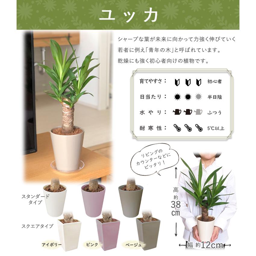 人気》 14時まで 3号 7 おしゃれ かわいい ガジュマル ミニ多 小さい 花のギフト社 観葉 観葉植物 鉢カバー 鉢植え ハイクオリティ ガジュマル 人気》 14時まで 3号 7 おしゃれ かわいい ガジュマル ミニ多 小さい 花のギフト社 観葉 観葉植物 鉢カバー 鉢植え ハイクオリティ ガジュマル