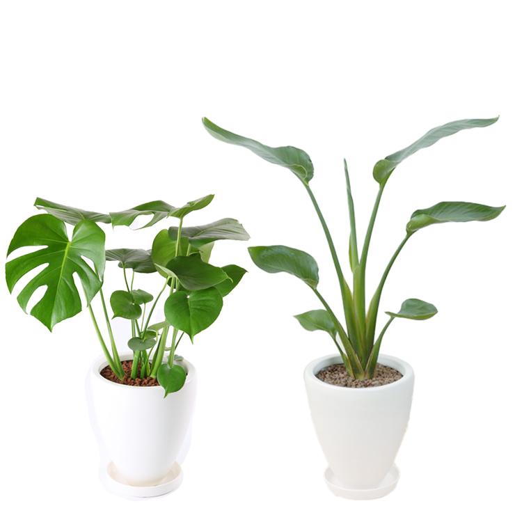 花のギフト社 観葉植物 オーガスタ ストレリチア モンステラ 6号
