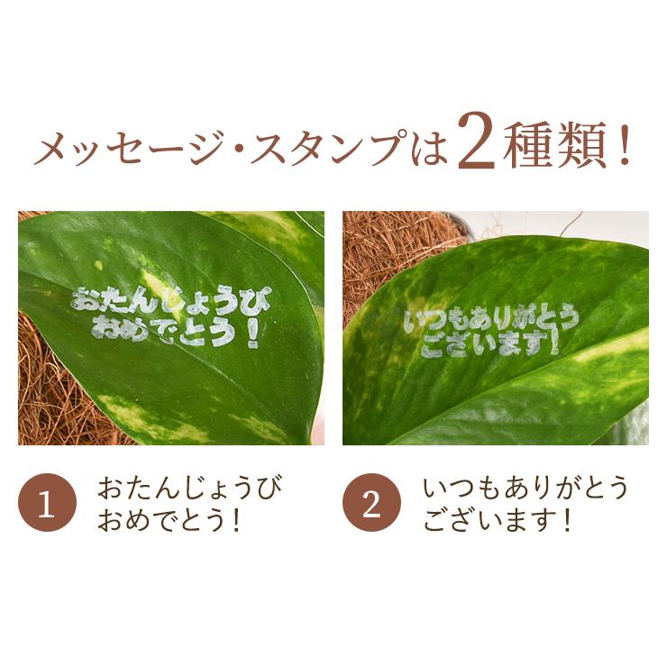 花のギフト社 メッセージ・リボン付きわんわんバスケット ポチ＆ポトス