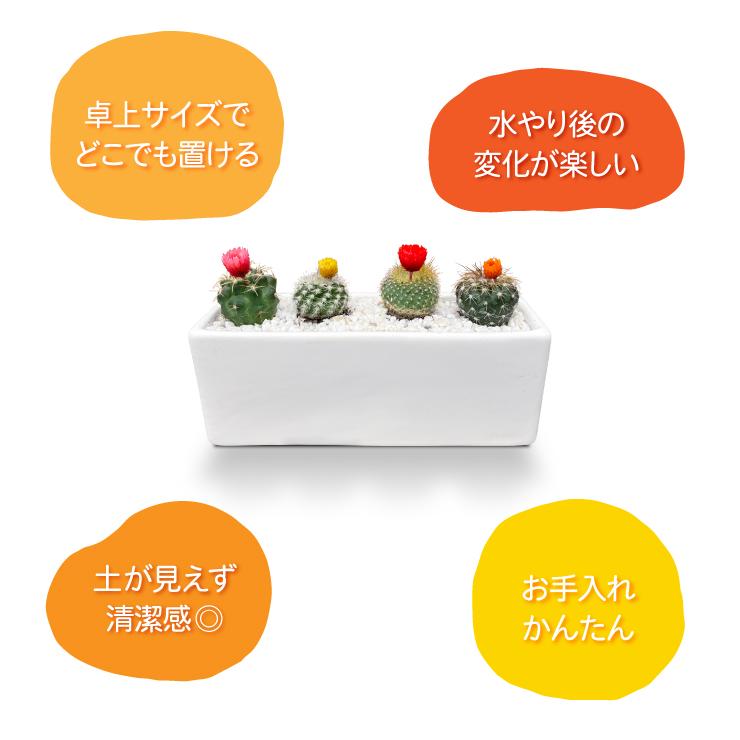 花のギフト社 当日発送17時〆 おまかせミ ニサボテン ドライフラワー
