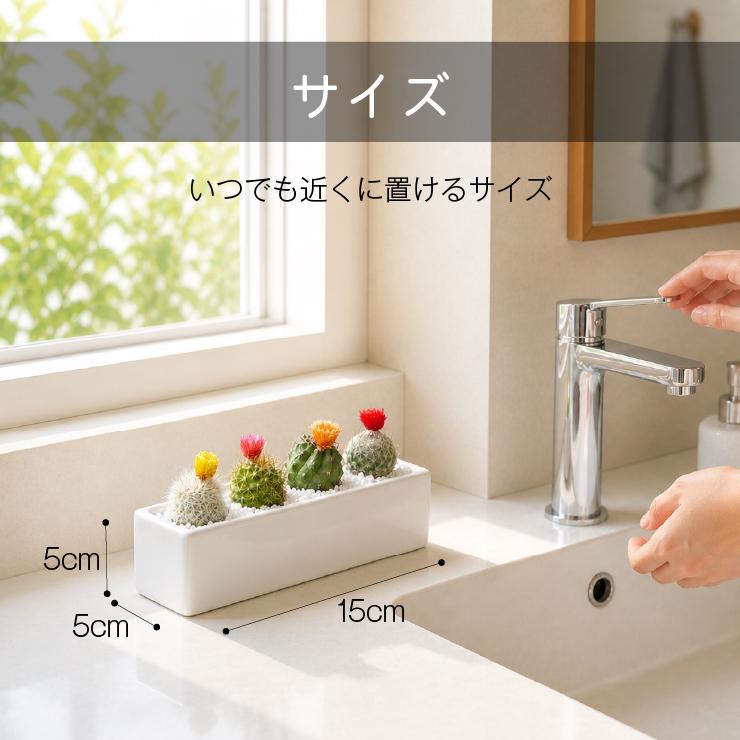 花のギフト社 当日発送17時〆 おまかせミ ニサボテン ドライフラワー