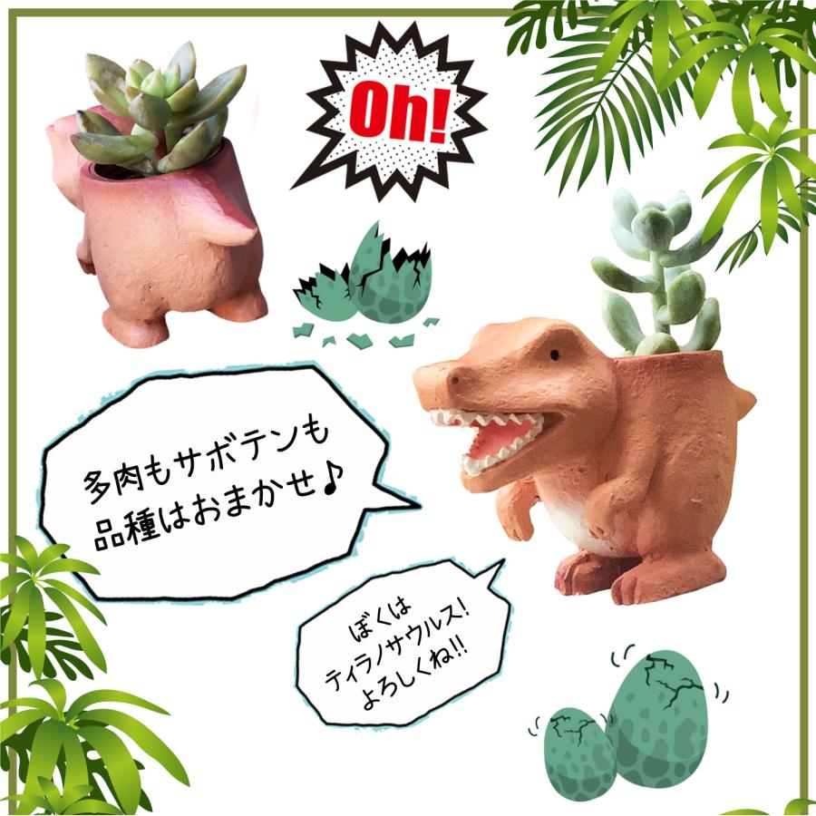 花のギフト社 多肉植物 鉢植え 多肉 トリケラトプス ティラノサウルス