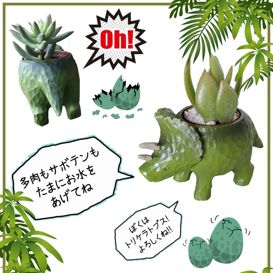 花のギフト社 多肉植物 鉢植え 多肉 トリケラトプス ティラノサウルス