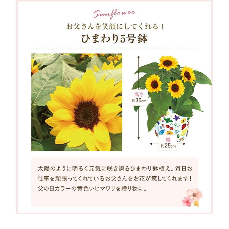 母の日 父の日 ギフト プレゼント 花 鉢植え カーネーション or ひまわり 5号鉢 東北〜関東〜関西送料無料 カタログギフト 新鮮グルメ直送便 華コース  鉢花｜hananogiftsya｜10