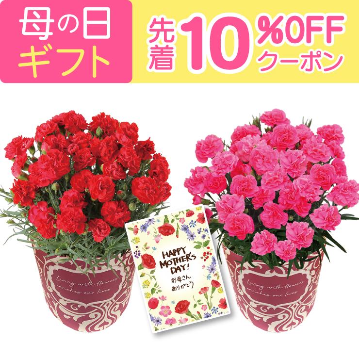 母の日 花 プレゼント 母の日ギフト 2026 ギフト カーネーション 鉢植え 花鉢 おしゃれ 5号 鉢 特大 鉢植 お花 鉢花 5号鉢 60代 70代 80代（Yahoo!・花のギフト社OnlineShop）