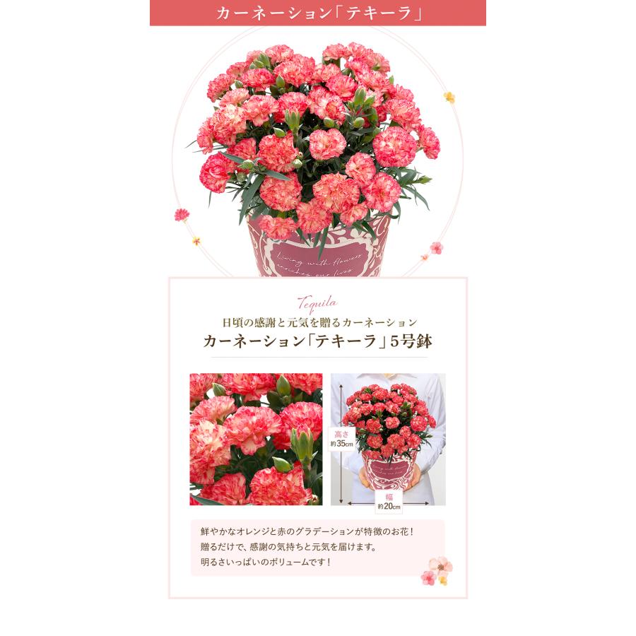 花のギフト社 母の日 花 プレゼント 母の日ギフト 2025 ギフト 花のギフト社 母の日 花 プレゼント 母の日ギフト 2025 ギフト