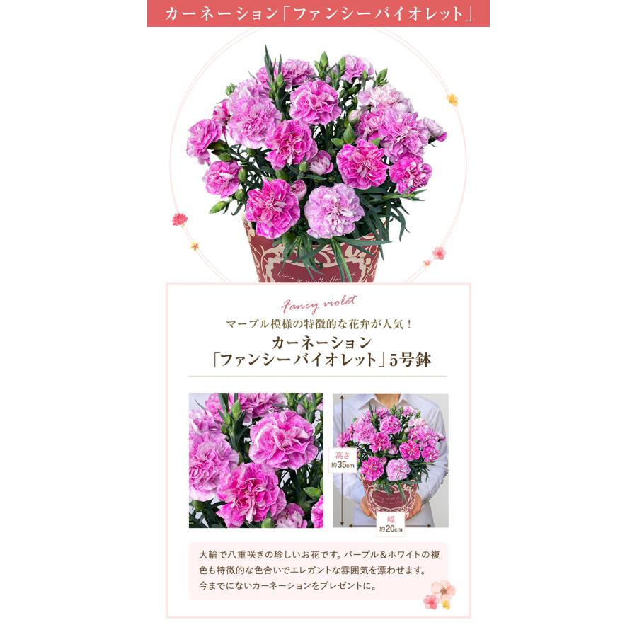 母の日 プレゼント 花 母の日ギフト 2024 ギフト カーネーション 鉢植え 花鉢 おしゃれ 5号 鉢 鉢植 お花 鉢花 ギフトランキング 5号鉢 60代 70代 80代｜hananogiftsya｜19