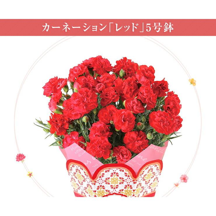 母の日 鉢植え カーネーション 百合 ガーデニア 東北 関東 関西送料無料 9種類から選べるお花 母の日プレゼント 花のギフト社 Yh 花のギフト社onlineshop 通販 Yahoo ショッピング