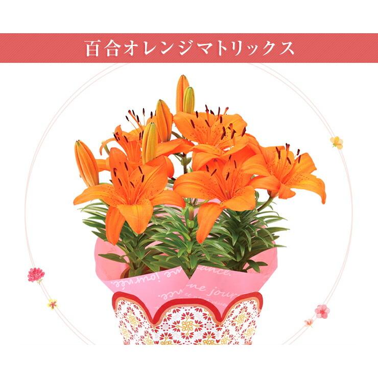 母の日 鉢植え カーネーション 百合 ガーデニア 東北 関東 関西送料無料 9種類から選べるお花 母の日プレゼント 花のギフト社 Yh 花のギフト社onlineshop 通販 Yahoo ショッピング