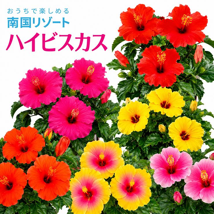 花のギフト社 ハイビスカス 鉢植え 鉢花 花鉢 夏の花 ギフト