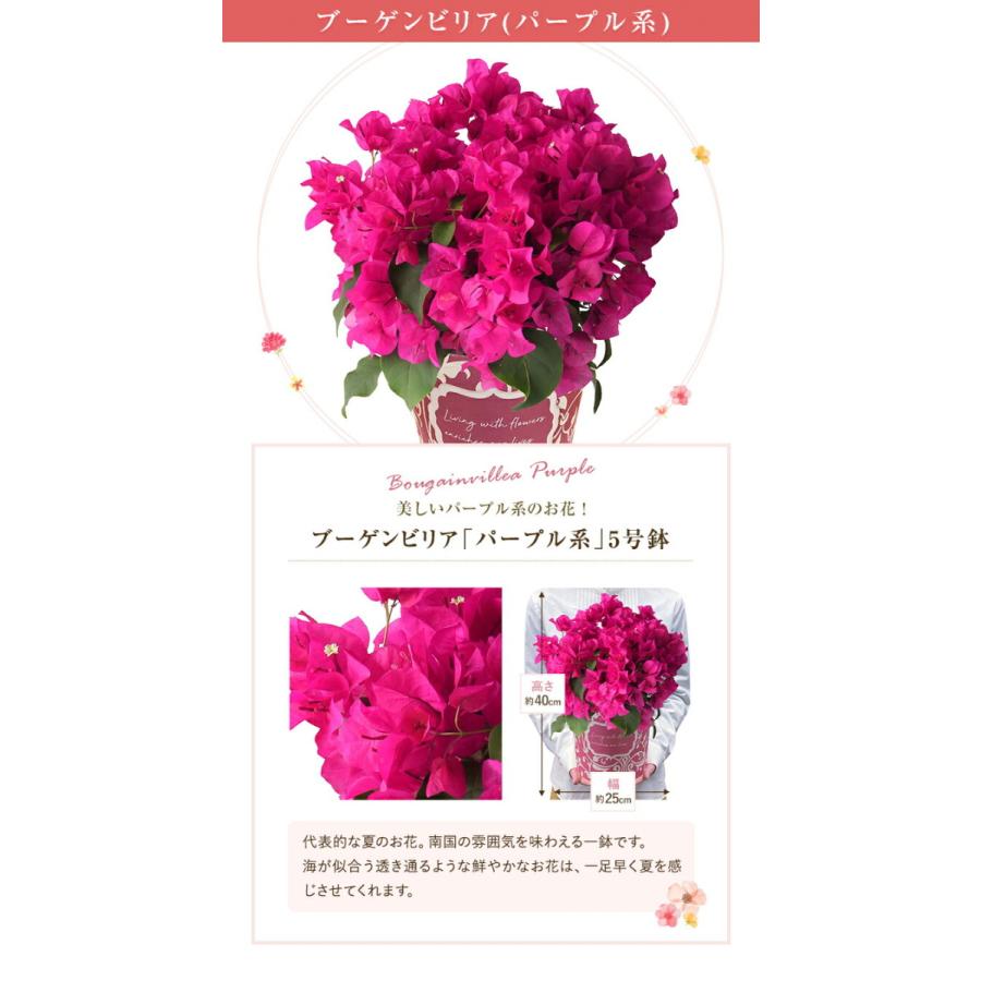 国内正規総代理店アイテム ブーゲンビリア 鉢植え プレゼント ギフト 花 東北 関西 送料無料 お花 鉢花 花鉢 誕生日 お祝い 父の日 中元 贈り物 Aynaelda Com