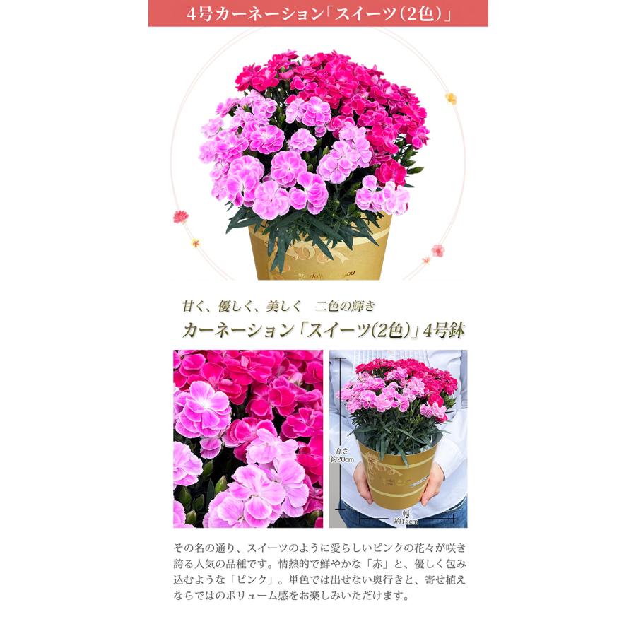 花のギフト社 母の日 プレゼント ギフト プレゼント 花 カーネーション