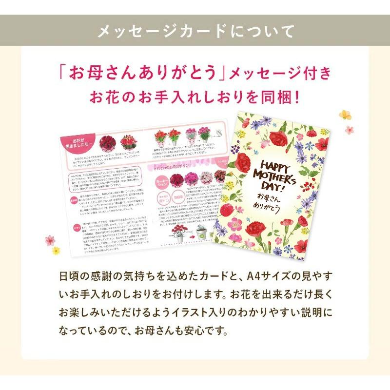 花のギフト社 母の日 プレゼント 2026 花 ギフト カーネーション