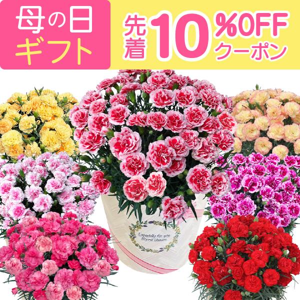 母の日 プレゼント 2026 花 ギフト カーネーション 鉢植え 花鉢 おしゃれ 6号 鉢 鉢植 お花 鉢花 ギフトランキング 6号鉢 60代 70代 80代（Yahoo!・花のギフト社OnlineShop）