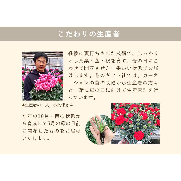 花のギフト社 母の日 プレゼント 2025 花 ギフト カーネーション 花のギフト社 母の日 プレゼント 2025 花 ギフト カーネーション