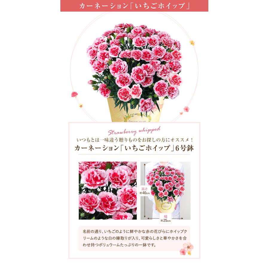 花のギフト社 母の日 プレゼント 2025 花 ギフト カーネーション 花のギフト社 母の日 プレゼント 2025 花 ギフト カーネーション