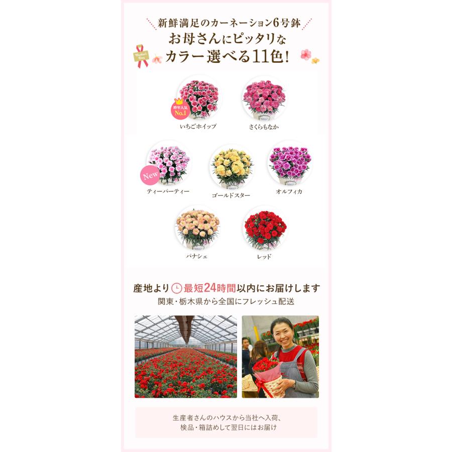 花のギフト社 母の日 プレゼント 2025 花 ギフト カーネーション 花のギフト社 母の日 プレゼント 2025 花 ギフト カーネーション