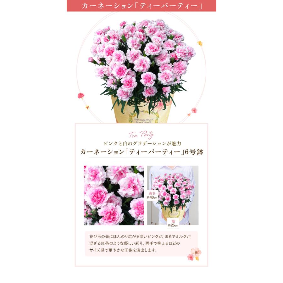花のギフト社 母の日 プレゼント 2025 花 ギフト カーネーション 花のギフト社 母の日 プレゼント 2025 花 ギフト カーネーション