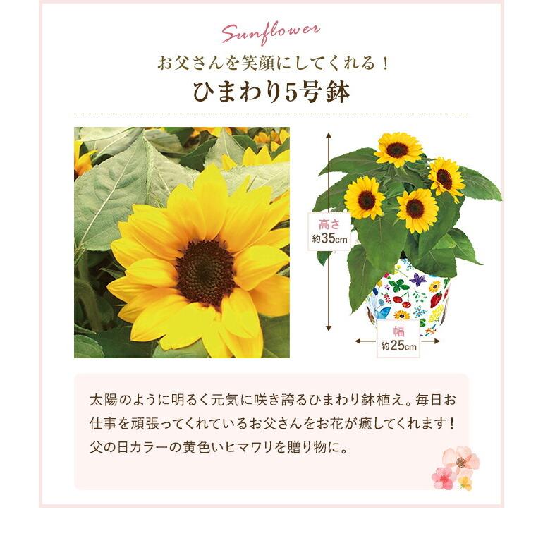 父の日 ギフト プレゼント 花 ひまわり鉢植え ガーデニア ほおずき パッションフルーツ ガジュマル 東北 関東 関西送料無料 父の日プレゼント 鉢花 観葉植物 Yh1910 花のギフト社onlineshop 通販 Yahoo ショッピング