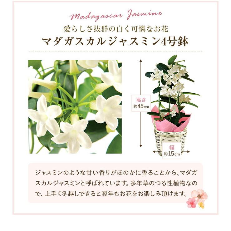 あすつく 父の日 ギフト プレゼント 花 鉢植え マダガスカルジャスミン カランコエ ポトス 東北 関東 関西送料無料 父の日 花鉢 鉢花 Yh1924 花のギフト社onlineshop 通販 Yahoo ショッピング
