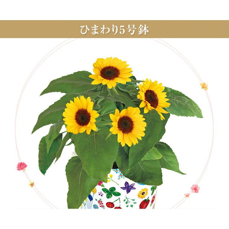 1254円 日本製 父の日 ギフト プレゼント ひまわり 鉢植え 花とスイーツ セット 花 文明堂 カステラ巻き どら焼き 日光 カステラ 吉野の葛餅 梅酒