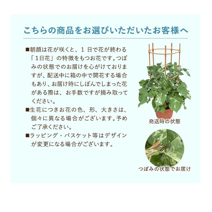 特売 朝顔 鉢植え 朝顔の鉢植え 朝顔鉢植え 朝顔市 鉢花 花鉢 あさがお アサガオ 風鈴 わらび餅 文明堂 どら焼き カステラ Rmladv Com Br