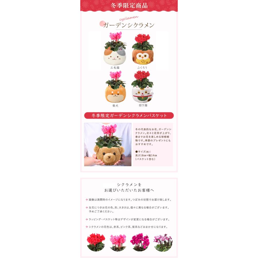 花のギフト社 ガジュマル カランコエ 観葉植物 花 プレゼント 選べる