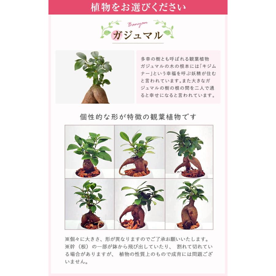 ガジュマル カランコエ 選べる 観葉植物 お花 花鉢 鉢花 鉢植え 誕生日 お祝い 花 プレゼント ギフト 縁起物 招き猫 三毛猫 フラワーギフト｜hananogiftsya｜15