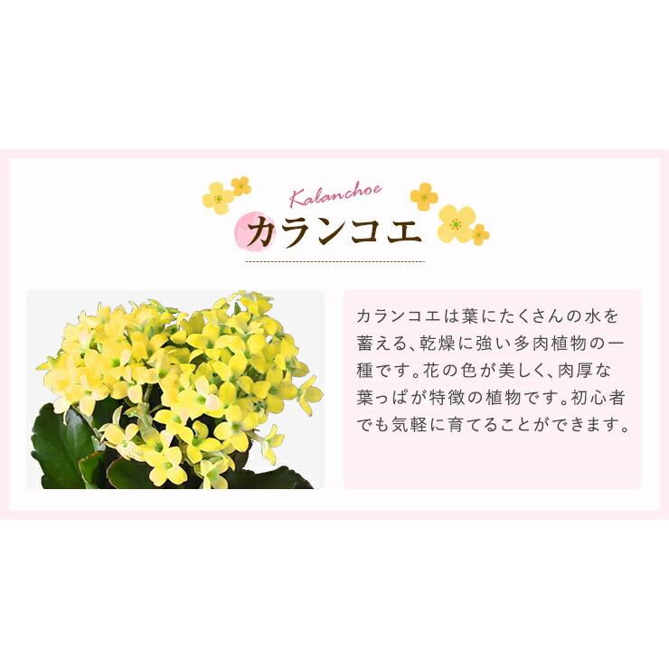 ガジュマル カランコエ 選べる 観葉植物 お花 花鉢 鉢花 鉢植え 誕生日 お祝い 花 プレゼント ギフト 縁起物 招き猫 三毛猫 フラワーギフト｜hananogiftsya｜16