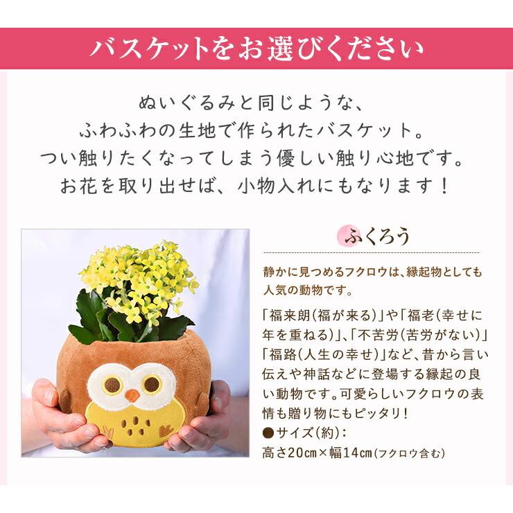 ガジュマル カランコエ 選べる 観葉植物 お花 花鉢 鉢花 鉢植え 誕生日 お祝い 花 プレゼント ギフト 縁起物 招き猫 三毛猫 フラワーギフト｜hananogiftsya｜18