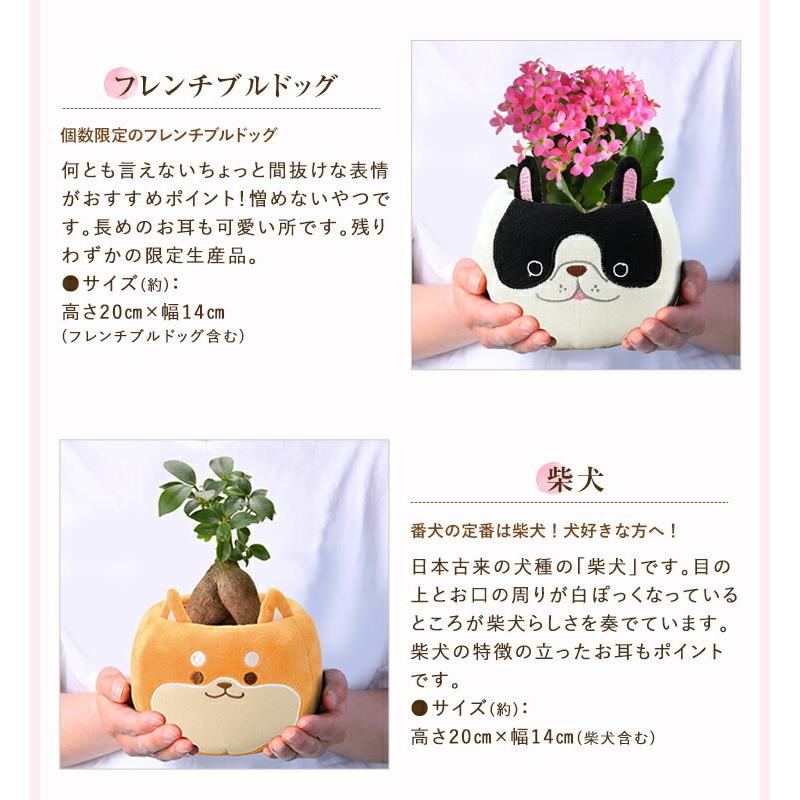 ガジュマル カランコエ 選べる 観葉植物 お花 花鉢 鉢花 鉢植え 誕生日 お祝い 花 プレゼント ギフト 縁起物 招き猫 三毛猫 フラワーギフト｜hananogiftsya｜20