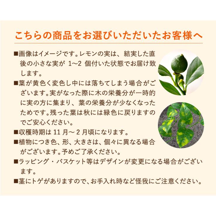 花のギフト社 金柑 レモン 鉢植え きんかん 苗木 実付 花 ギフト