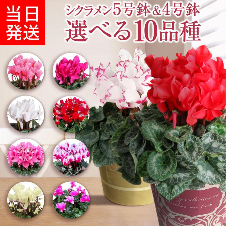 花のギフト社 当日発送17時〆 シクラメン 5号鉢 花 ギフト プレゼント
