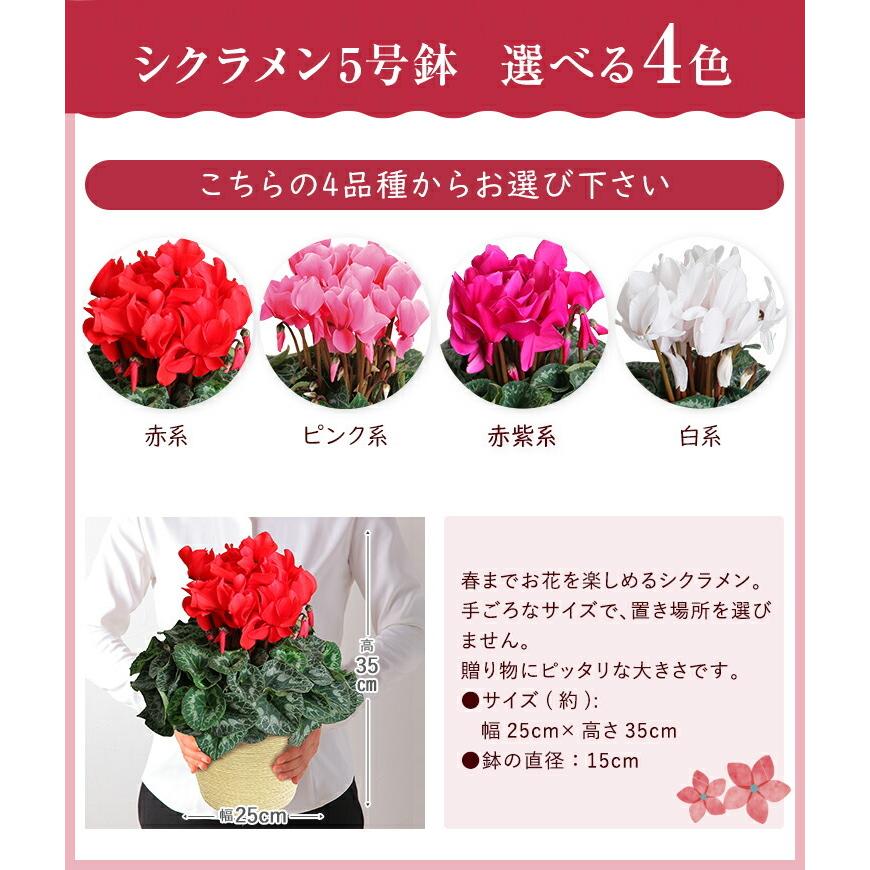 あすつく 14時まで シクラメン 5号鉢 花 4種から選べる品種 お花 鉢植え 鉢花 花鉢 シクラメンの花 東北 関西送料無料 フラワーギフト お歳暮 誕生日 プレゼント Yh1803 花のギフト社onlineshop 通販 Yahoo ショッピング