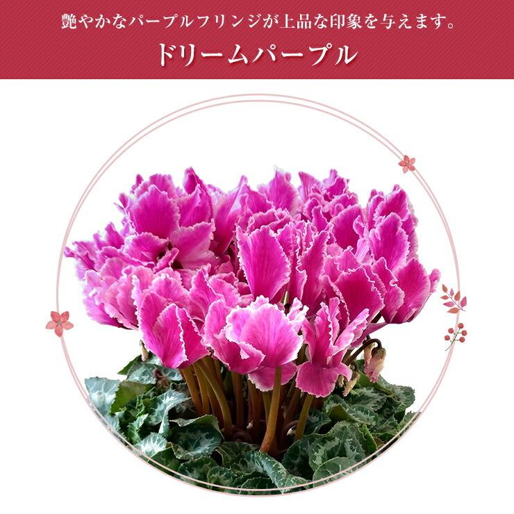 花のギフト社 シクラメン 6号鉢 花 ギフト プレゼント お花 6号 鉢