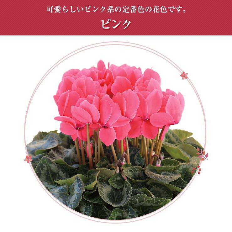 花のギフト社 シクラメン 6号鉢 花 ギフト プレゼント お花 6号 鉢