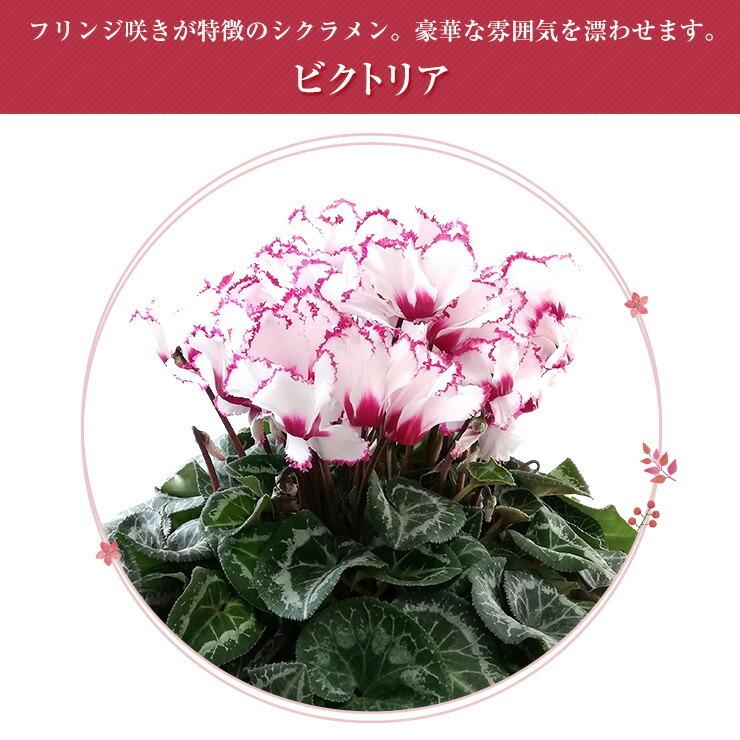花のギフト社 シクラメン 6号鉢 花 ギフト プレゼント お花 6号 鉢