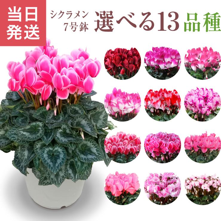 鉢と花瓶 須釜 優子 / 伊賀輪花鉢 / Su12 / 約φ15.0cm / 植木鉢 – ハチラボ