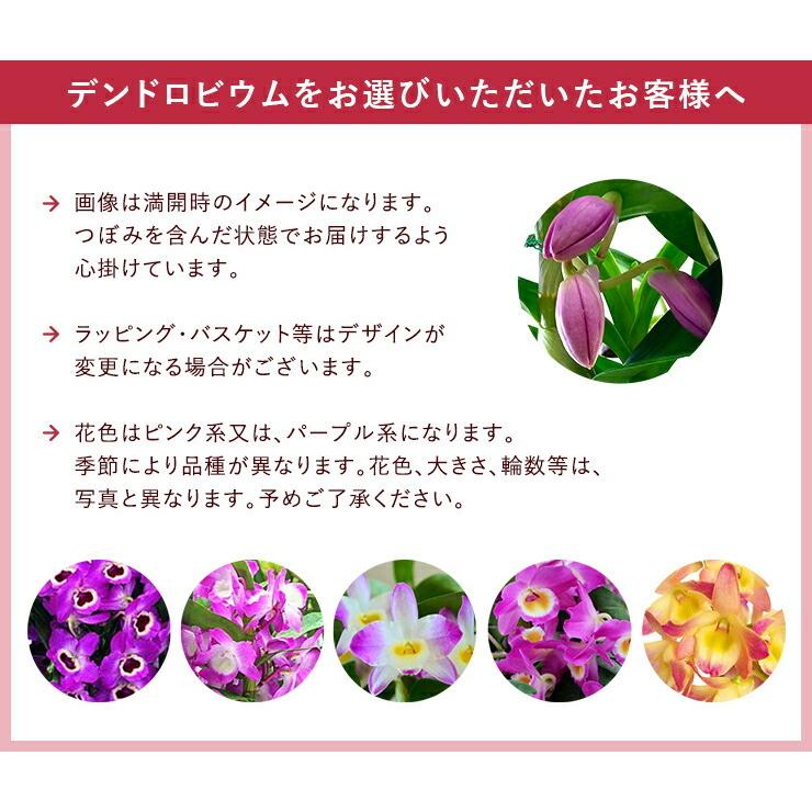 デンドロビウム カランコエ 万両 胡蝶蘭 花 ギフト プレゼント お花 鉢 鉢植え 鉢花 花鉢 誕生日 お歳暮 フラワーギフト デンドロビューム｜hananogiftsya｜07