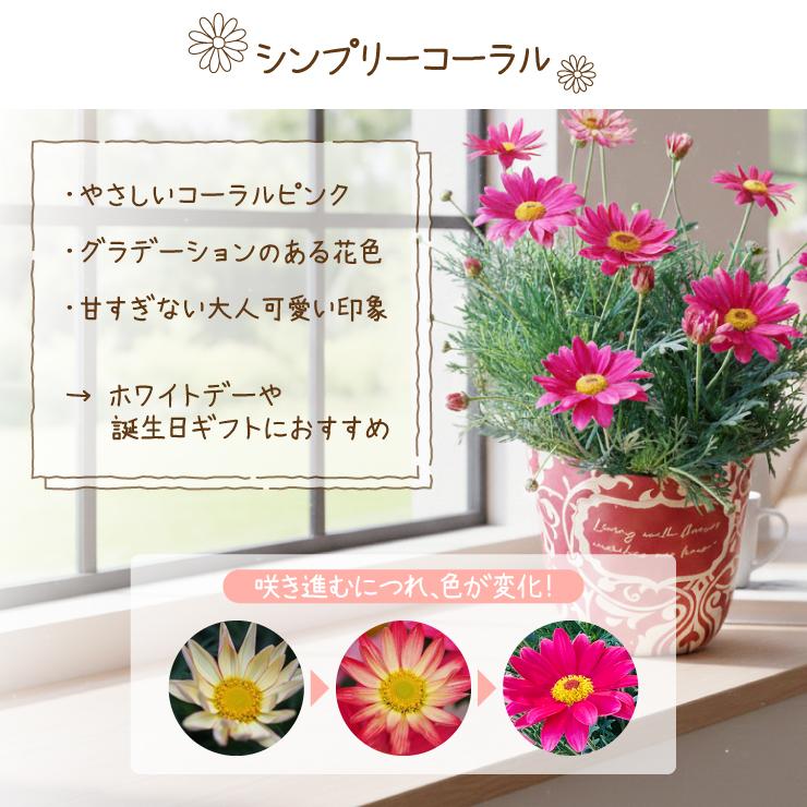 花のギフト社 マーガレット 花 鉢花 花鉢 鉢植え 5号 ギフト 誕生日