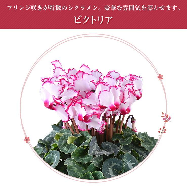 予約受付中 シクラメン 5号鉢 花 ギフト プレゼント お花 5号 鉢 鉢植え 鉢花 花鉢 誕生日 お歳暮 クリスマス フラワーギフト シクラメン鉢植え シクラメン5号鉢 Angkorgreen Com Kh
