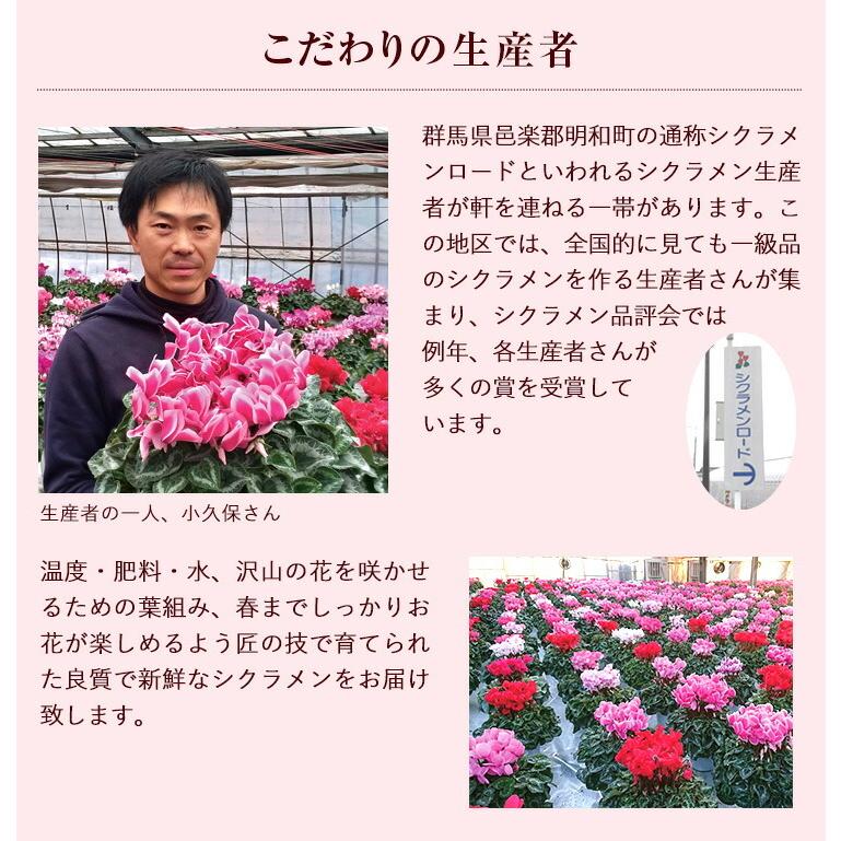 花のギフト社 シクラメン 5号鉢 花 ギフト プレゼント お花 5号 鉢