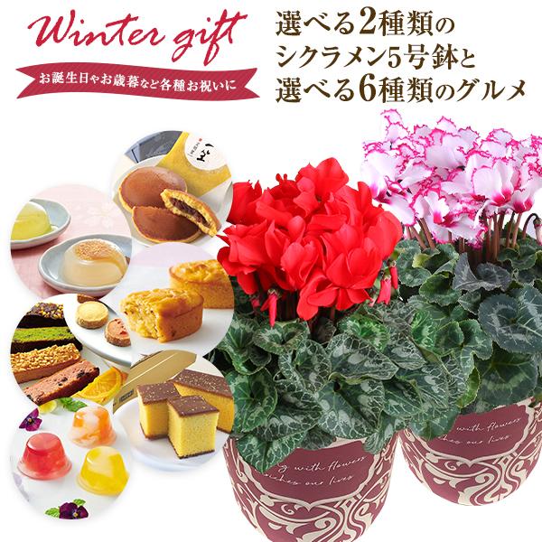シクラメン 鉢植え 4種から選べるお菓子 お花 ビクトリア 5号鉢 どら焼き カステラ巻き お茶 東北 関西送料無料 お歳暮 誕生日 花のギフト社 Yh1852 花のギフト社onlineshop 通販 Yahoo ショッピング