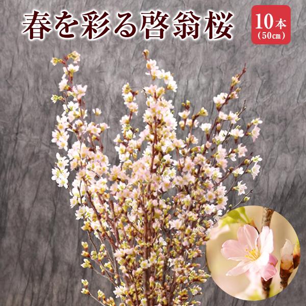 啓翁桜 さくら 桜 10本 花束 切花 生花 サクラ 花 桜のお花 正月桜