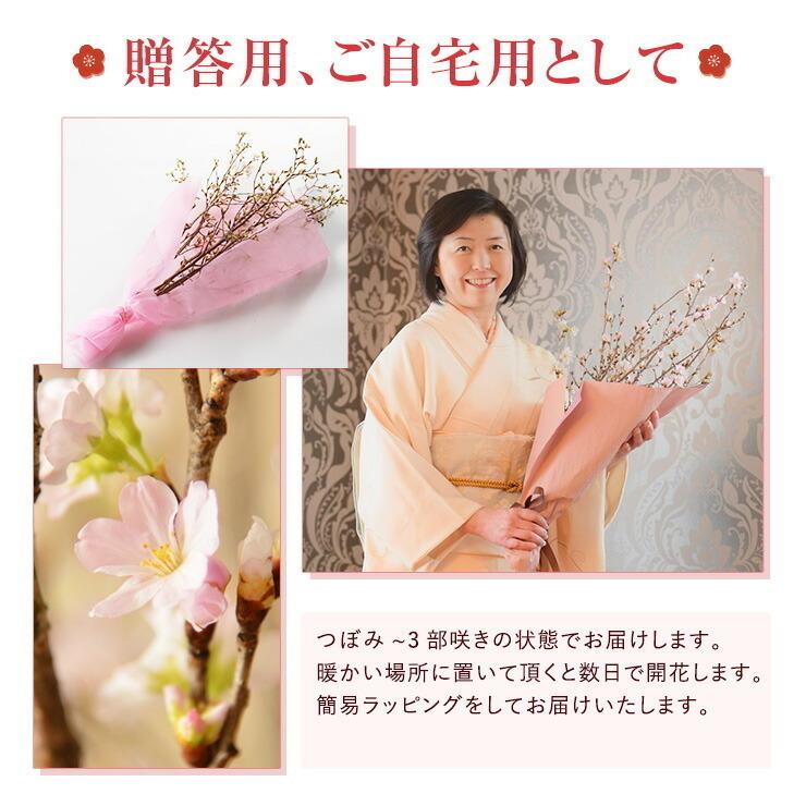 花のギフト社 啓翁桜 さくら 桜 10本 花束 切花 生花 サクラ 花 花のギフト社 啓翁桜 さくら 桜 10本 花束 切花 生花 サクラ 花