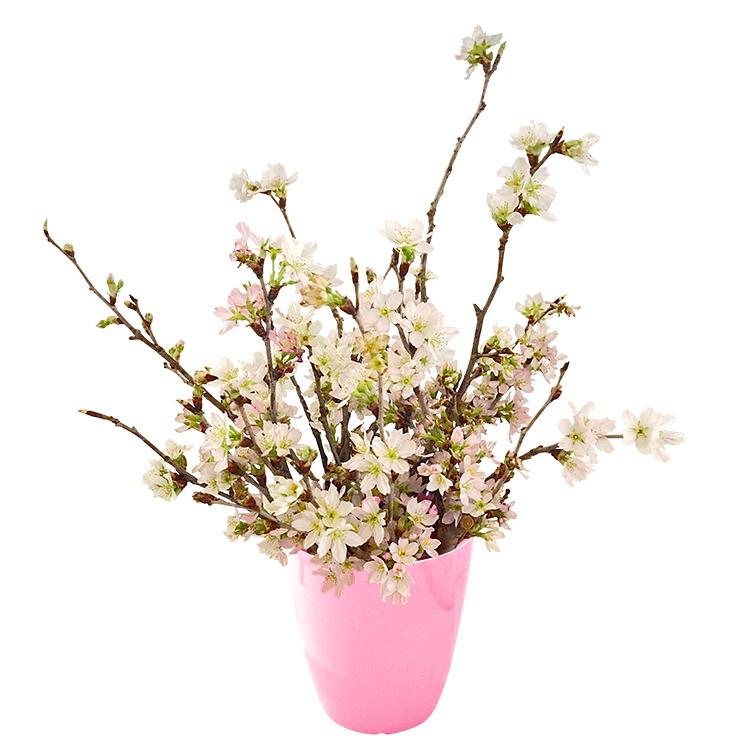 花のギフト社 啓翁桜 桜 さくらの花 桜の花 サクラ 桜のお花 花のギフト社 啓翁桜 桜 さくらの花 桜の花 サクラ 桜のお花