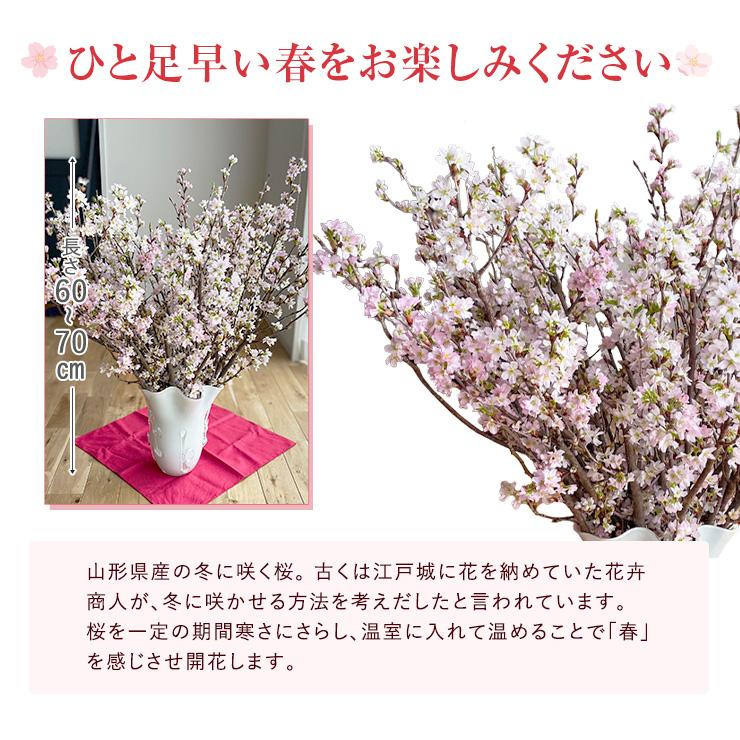 花のギフト社 啓翁桜 さくら 桜 30本 花束 切花 生花 サクラ 花 花のギフト社 啓翁桜 さくら 桜 30本 花束 切花 生花 サクラ 花