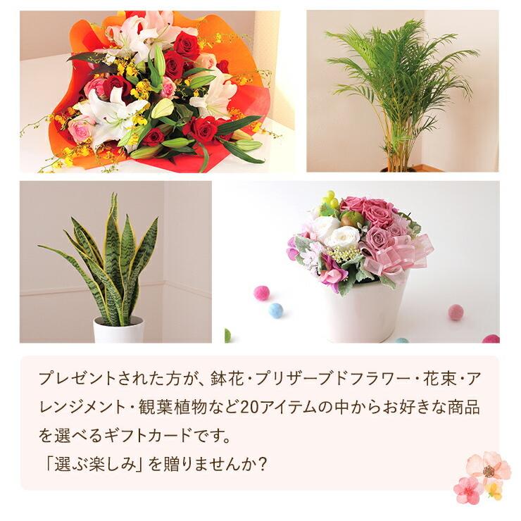 カタログギフト アクイユ カトレアコース 花 フラワー ギフト プレゼント 選べるギフト チョイスギフト チョイスカタログ Yh2103 花の ギフト社onlineshop 通販 Yahoo ショッピング