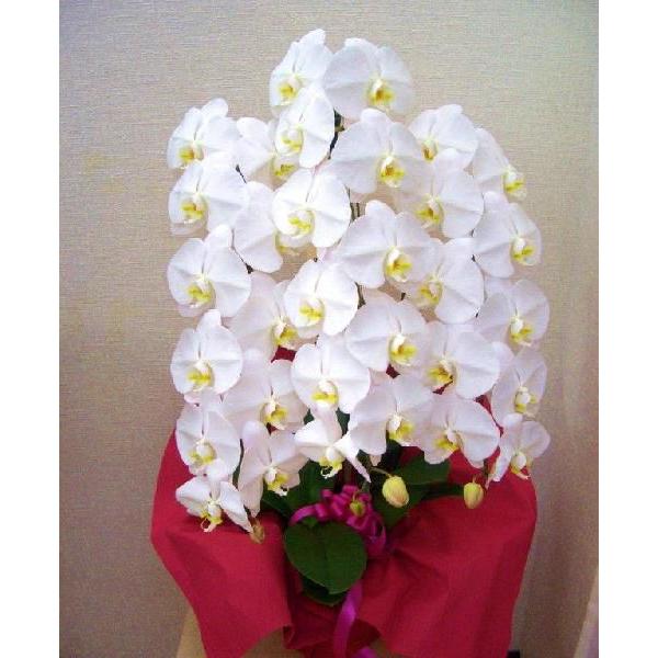 夢見鳥蘭白3本立B 花、ガーデニング-鉢花